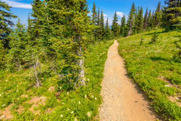 Obraz premium Beautiful Mountain Trail. Blackwall Peak Trail at Manning Park in British Columbia. Canada.
