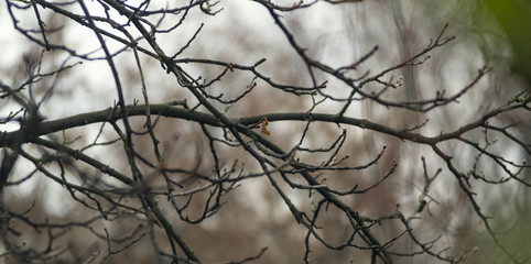 Autumn twigs on out of focus background