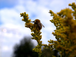Biene bei der Arbeit