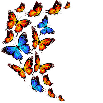 color butterflies,isolated on a white