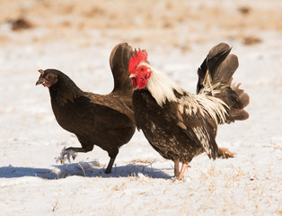 Bantam rooster and hen walking in snow in bright sunshine