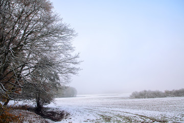 Forest edge with hoar frost on the last autumn leaves  at a snowy field on a cold winter day, copy...
