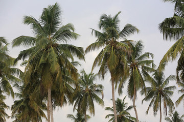 Fototapeta premium Palmeraie. Togo.