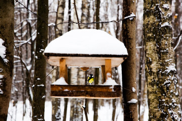 Bird feeding with Blue tits in the forest