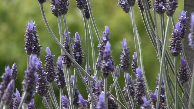 Lavender Purple Flower