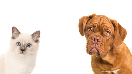 Cute bordeaux dog and rag doll baby cat portrait facing the camera on a white background