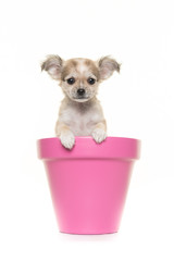 Cute chihuahua puppy in a pink flower pot facing the camera on a white background