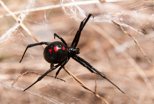 Black Widow spider outdoors on a web