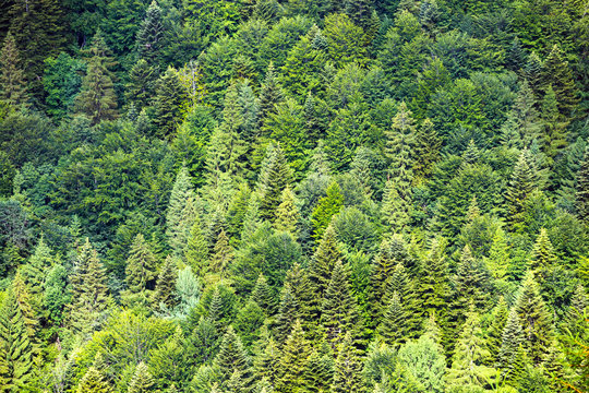 green trees in the forest as natural background