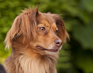 brown dog portrait with green background