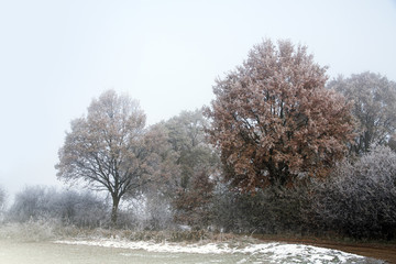 Winter landscape with rime on trees and shrubs on a foggy cold day, gray sky with copy space