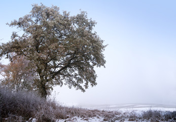 Oak tree with  autumn leaves and hoarfrost at a snowy field, winter landscape