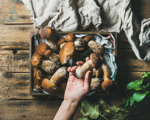 Fresh picked Porcini mushrooms in wooden tray over rustic background and woman's hand holding one penny ben, top view