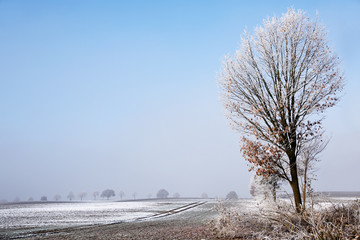 Tree with rime on the bare branches at a wide snowy field, blue sky with copy space