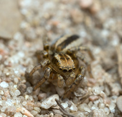 Jumping spider, Phlegra fasciata on sand