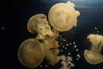 White-spotted Jellyfish