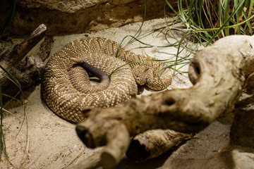 Rattlesnake