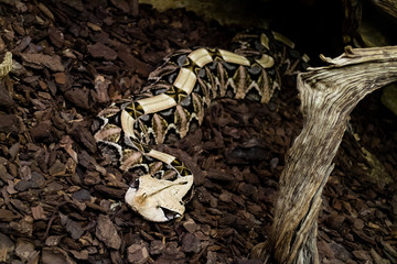 Gaboon Viper