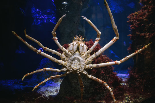 Giant Japanese Spider Crab