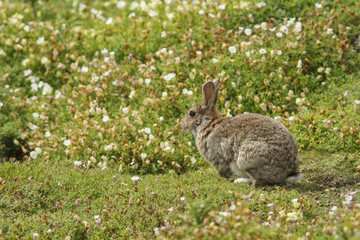 European Rabbit (Oryctolagus cuniculus), feeding on field, Isle of May, Scotland, United Kingdom