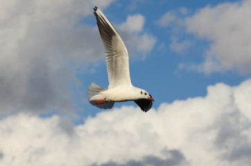 Obraz premium Seagull flying with open wings over blue sky with clouds.