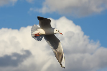 Seagull flying with open wings over blue sky with clouds.