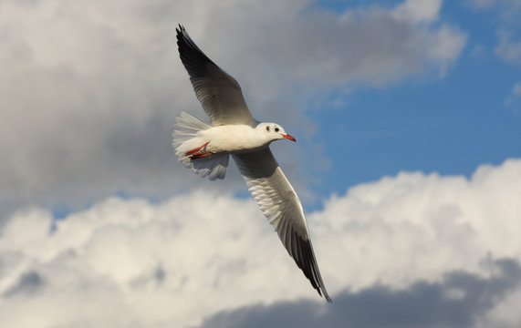 Seagull flying with open wings over blue sky with clouds.