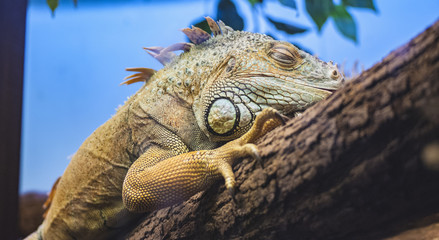 Iguana lying on a tree