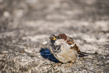 Sparrow sitting on a concrete