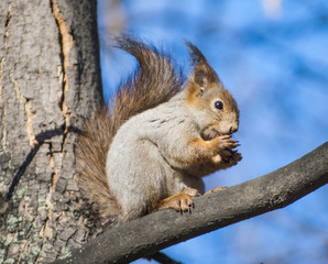 Naklejka na ściany i meble Squirrel sitting in a tree