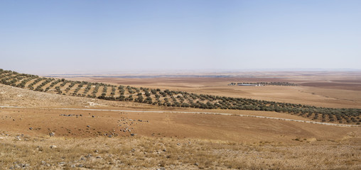 Farmland in Jordan