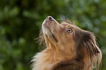 brown dog looking up