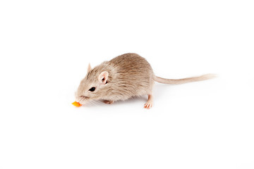 gray mouse gerbil eats a carrot