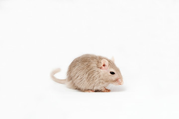 gray mouse gerbil