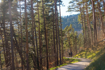 Fototapeta premium Hiking trail route inside the forest during winter in Innsbruck, Austria