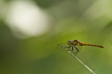 red dragonfly resting on top of a dry plant