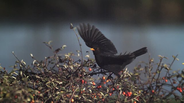 Blackbird, turdus merula, Male i Flight, Taking off from Cotoneaster, Normandy, Slow motion