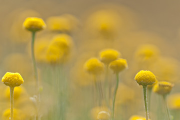 field of yellow wildflowers on a sunny day