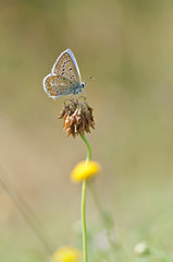 blue butterfly heating on dry plant