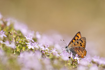 orange butterfly feeding on pink flower