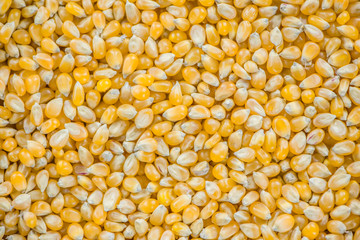 Corn (background image)