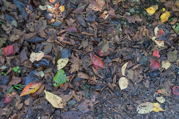 Autumn Fallen Leaves Contrast 
