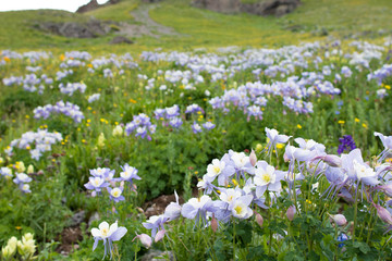 Field of Colorado Columbines