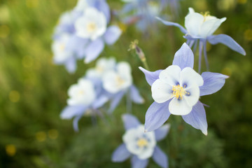 Colorado Columbines