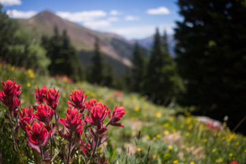 Red Indian Paintbrush