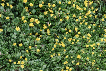Lesser celandine flowers on the ground