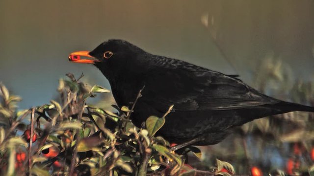 Blackbird, turdus merula, Male eating Berries from Cotoneaster, Normandy, Slow motion