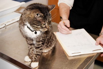 Cat at the vet appointment. Appears to be looking over his chart as the vet writes.