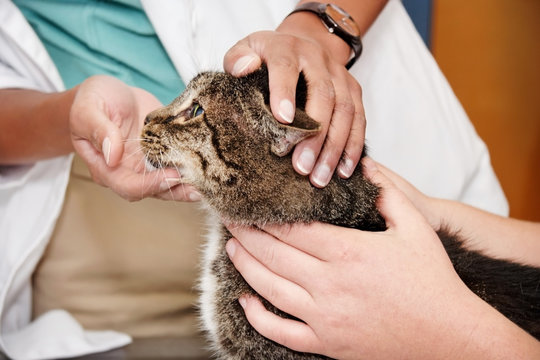 Cat at the vet with veterinarian and assistant. Horizontal.