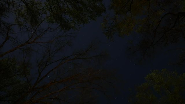 Timelapse of Stars and Clouds Through Forest Canopy, 4K